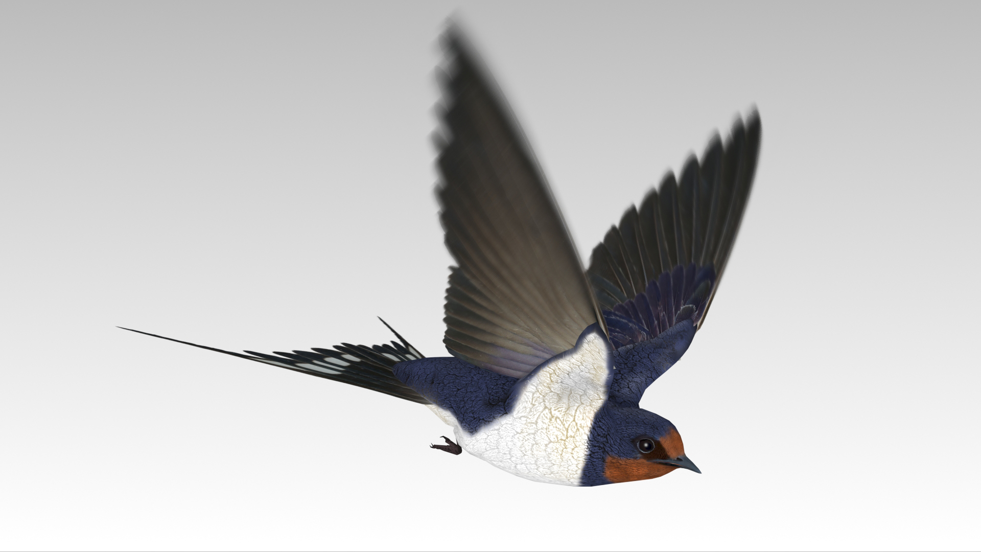 UE5虚幻5 Barn Swallow 写实鸟类燕子家燕雨燕模型带动画 - 图0