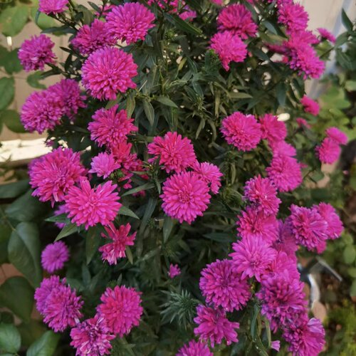 四季新品翠菊紫苑盆栽荷兰菊花苗多年生宿根植物庭院阳台地栽花卉 - 图1