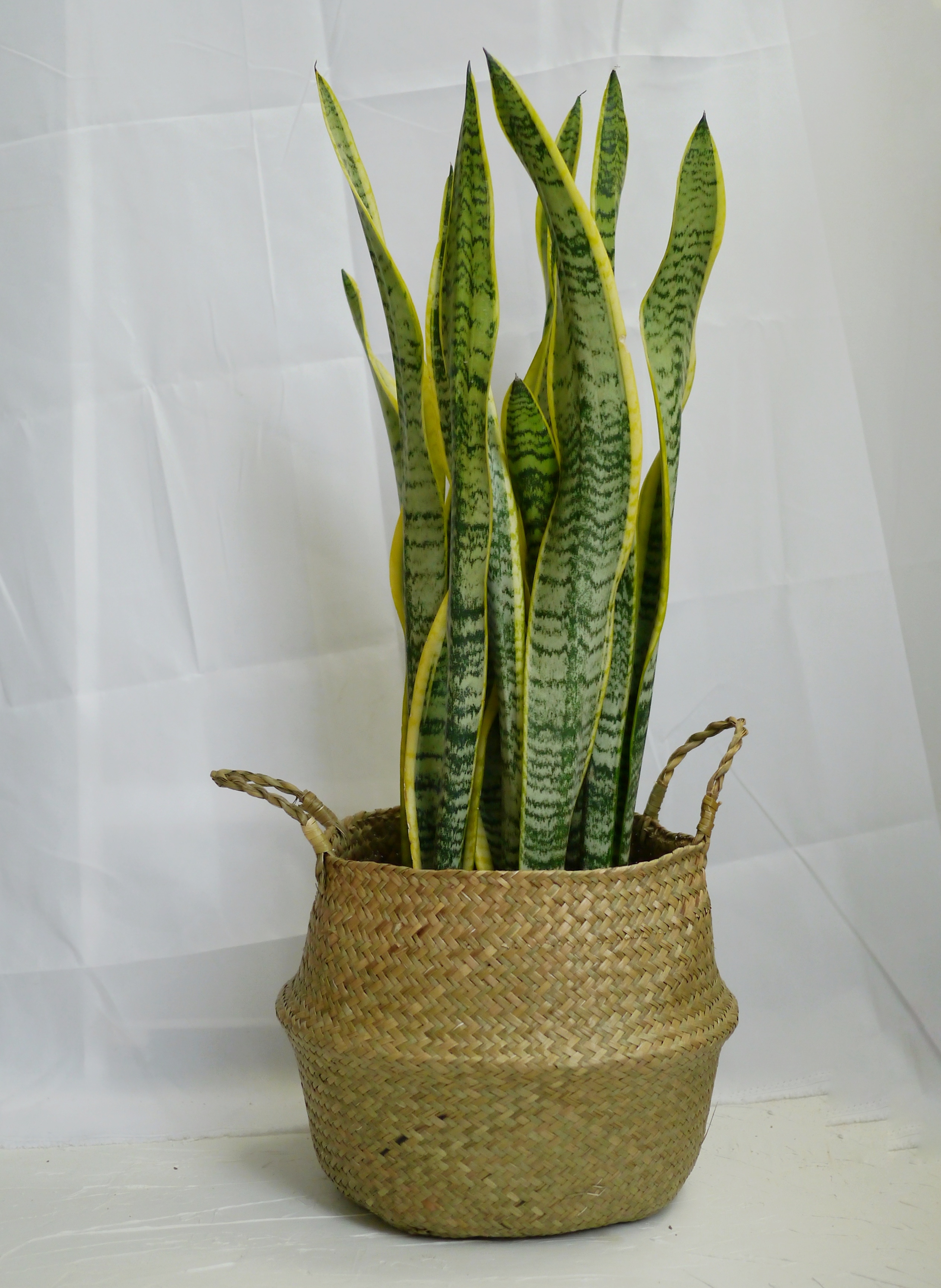 白玉虎皮兰 金边虎皮兰懒人植物 净化空气室内客厅花卉 耐旱盆栽