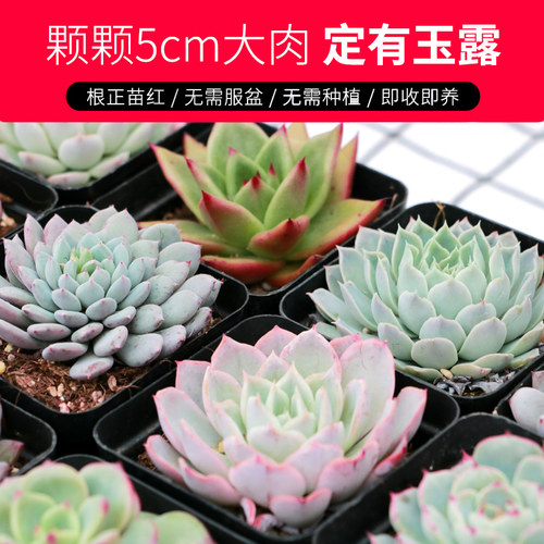 多肉植物组合盆栽花盆套装绿植大颗带盆栽好精品花卉好养肉肉套餐 - 图1