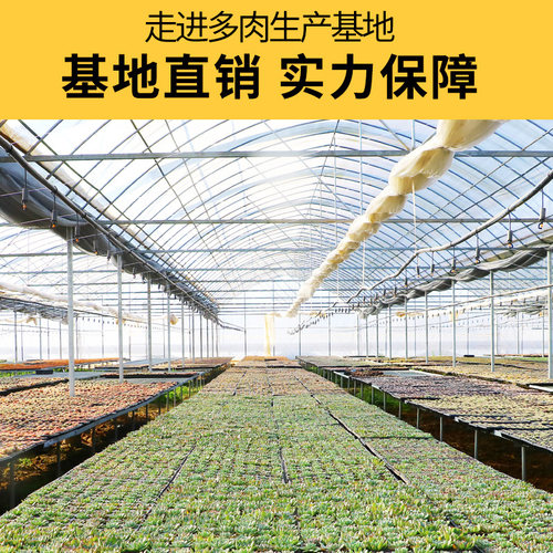 多肉植物组合盆栽花盆套装绿植大颗带盆栽好精品花卉好养肉肉套餐 - 图2