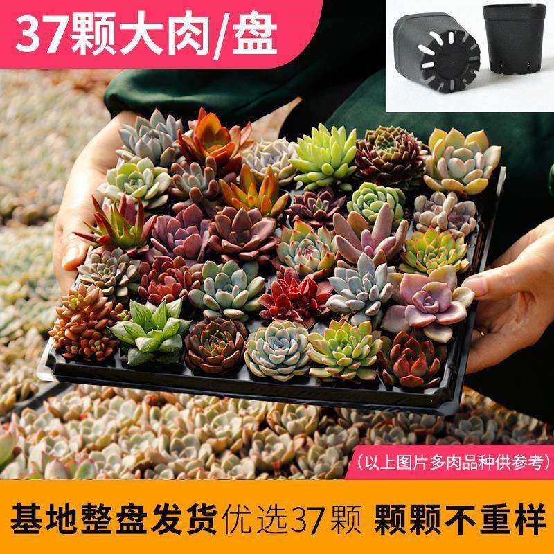 肉肉 多肉植物 盆栽组合 豪华套餐桃蛋 黄丽 红宝石 绿植花卉园艺,淘宝优惠券,粉丝福利购,淘宝优惠卷