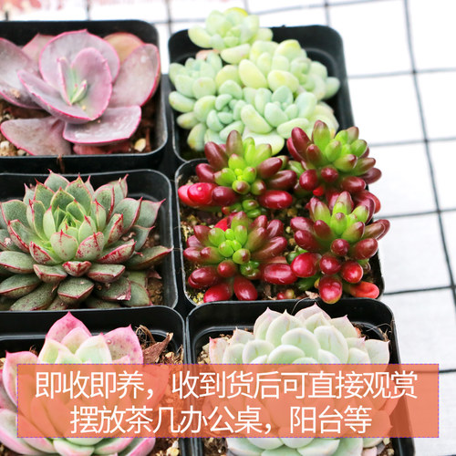 多肉植物组合盆栽花盆套装绿植大颗带盆栽好精品花卉好养肉肉套餐 - 图0