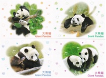 Hong Kong Giant Panda Hong Kong Postage Postcard 4 Full-pin print on first day of commemorative postmark