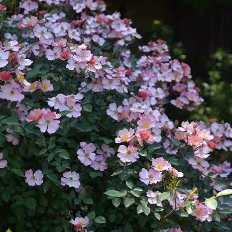 糖果罐 灌木月季 花色渐变 花量大分枝多 抗病适合阳台盆栽,淘宝优惠券,粉丝福利购,淘宝优惠卷