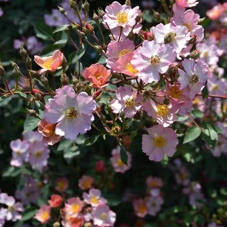 糖果罐 灌木月季 花色渐变 花量大分枝多 抗病适合阳台盆栽,淘宝优惠券,粉丝福利购,淘宝优惠卷