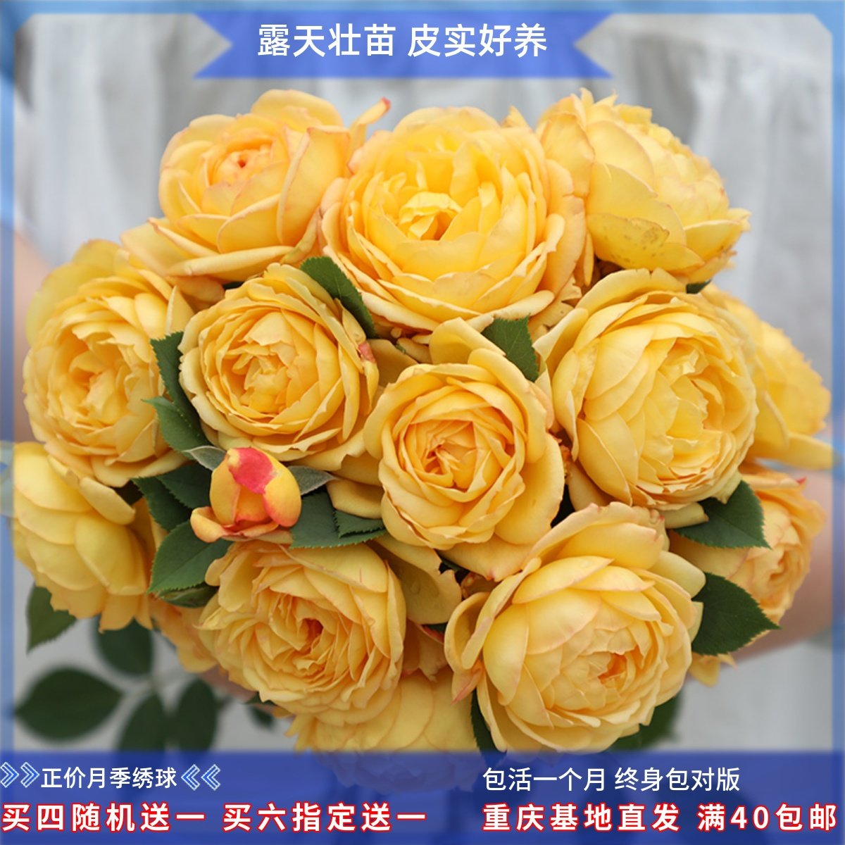 夏洛特夫人花 新人首单立减十元 22年10月 淘宝海外