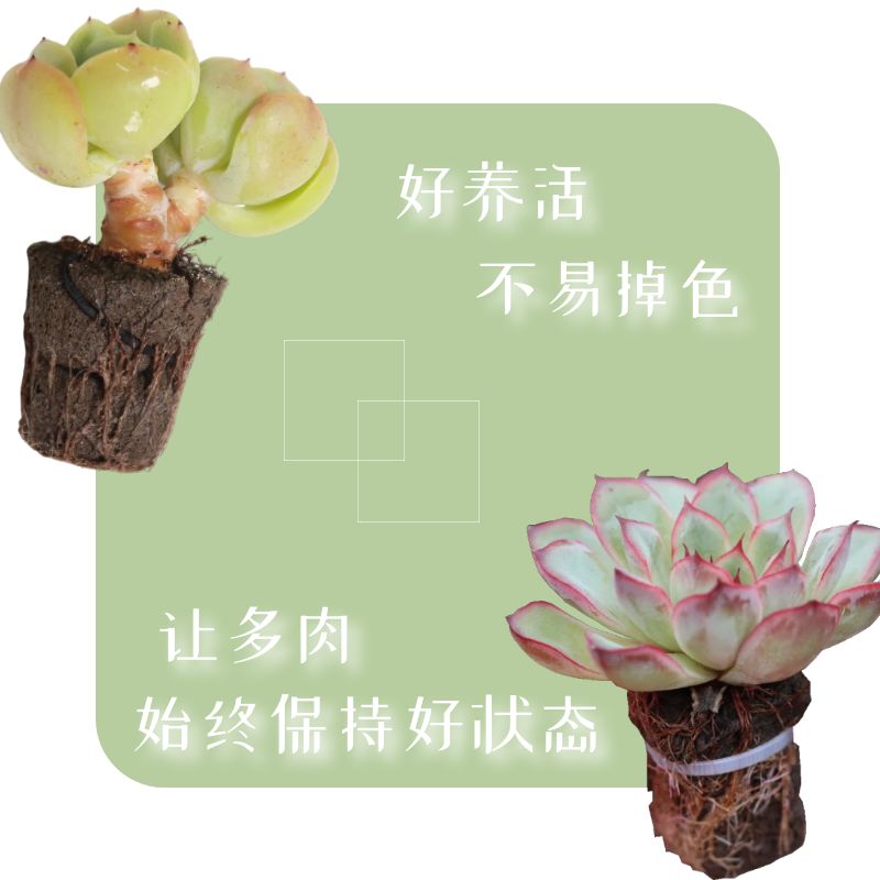 生物炭绵无土多肉栽培基质海绵控养育苗块种植碳棉营养土盆栽,淘宝优惠券,粉丝福利购,淘宝优惠卷