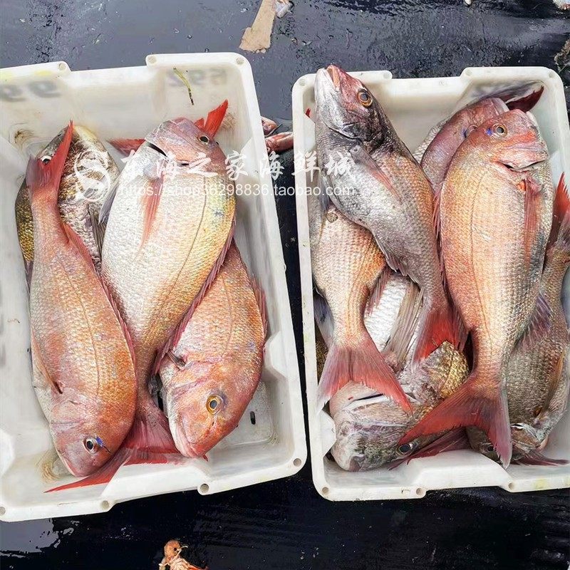 海钓真鲷鱼鲜活速冻加吉鱼铜盆鱼深海鱼海鲜大鱼整条冷冻水产11斤_虎窝淘