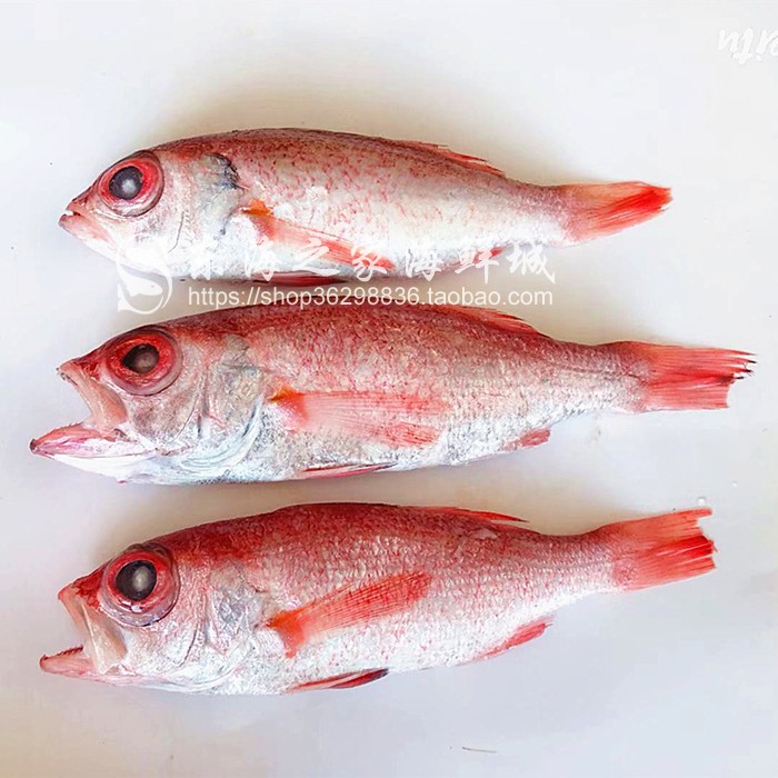 新货深海鱼鲜活冷冻红果鲤新鲜红黑喉小肉鱼赤鯥鱼海鲜水产品少刺 - 图3