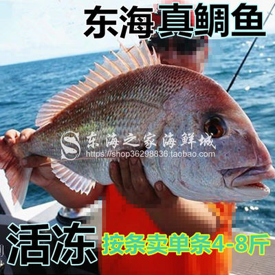 新货深海鱼真鲷鱼鲜活速冻加吉鱼冷冻海鲜刺身鱼海鲜整条4斤5重 虎窝淘