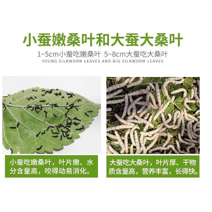 桑叶喂蚕新鲜现摘幼小蚕宝宝食用泡茶大小叶农家桑叶速发重庆包邮 - 图1