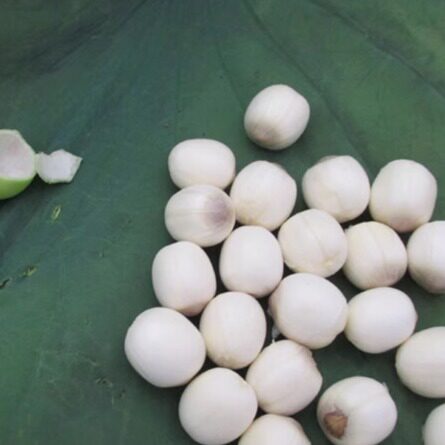 新鲜嫩莲蓬现摘新鲜嫩莲子洪湖农家生吃水果清甜零食15个起发 - 图1