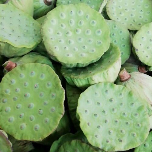 新鲜嫩莲蓬现摘新鲜嫩莲子洪湖农家生吃水果清甜零食15个起发 - 图3