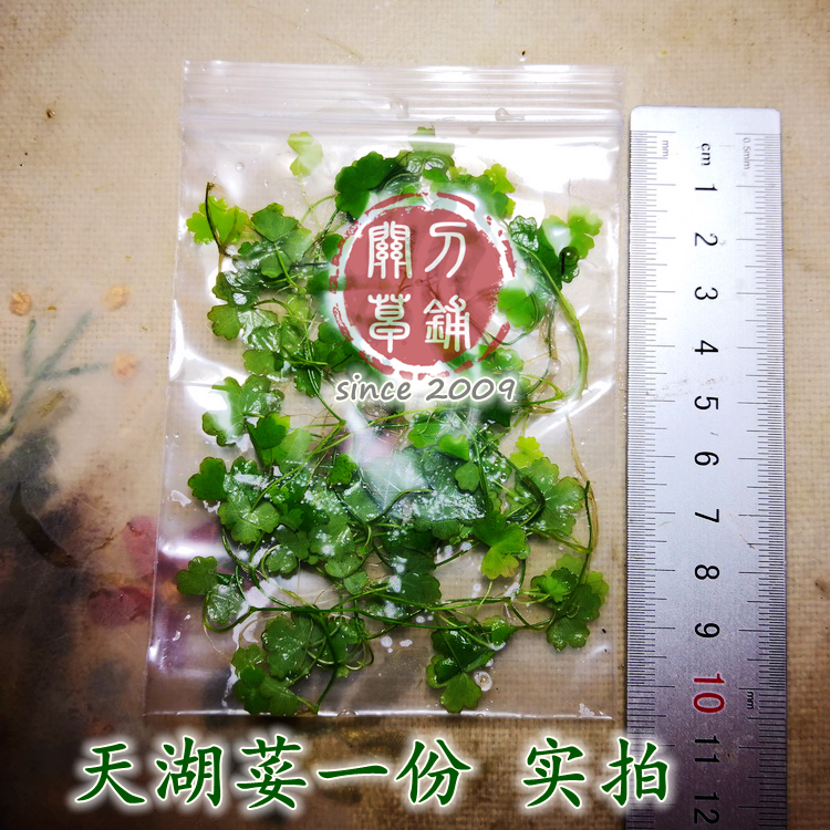 天湖荽 1份 天胡葵奎茜 【关刀草铺】自产水下叶水草水族 ADA造景 - 图2