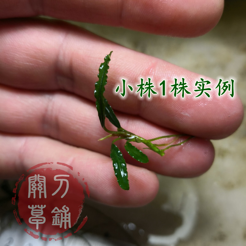 卡优拉佩斯 椒榕 拉匹斯 水草水下叶辣椒蓉 1株褶皱针叶 关刀草铺 - 图0