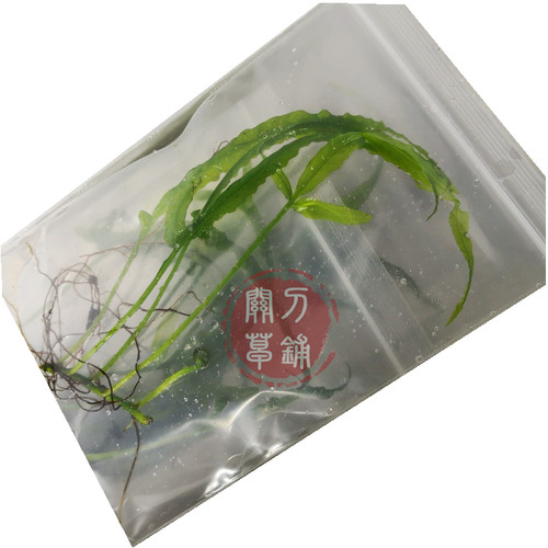 三叶蕨  马来实蕨 水下叶青叶透明 稀有品种 阴性水草ADA水族造景 - 图3