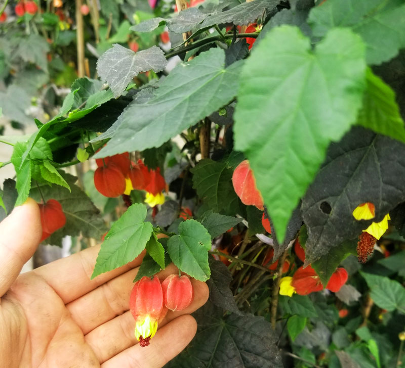 成都户外苗木花卉植物灯笼花爬藤绿植阳台花园攀爬植物四季开花-图0