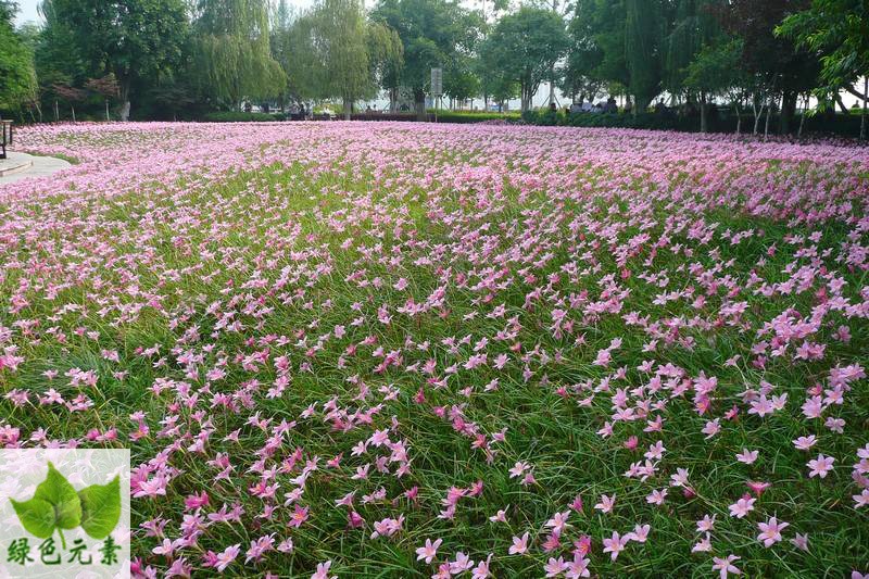 成都户外植物地被花卉韭兰花园阳台绿化工程苗木多年生开花镜绿植-图3