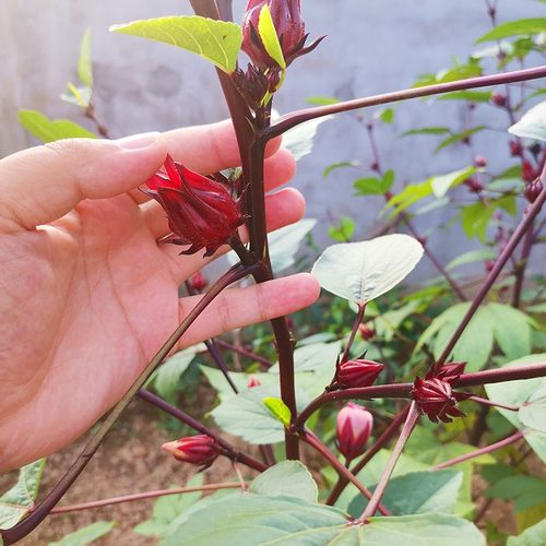 洛神花种子红桃k苗泡茶女盆栽花苗花种云南种籽红金梅玫瑰茄种孑 - 图3