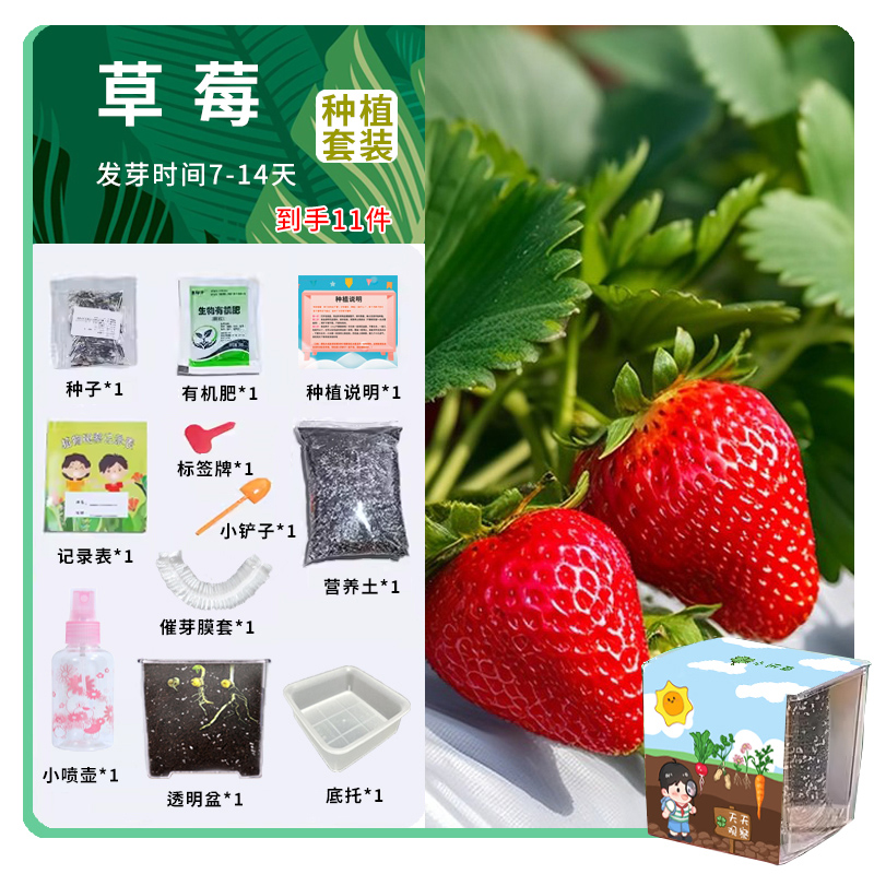 儿童种植小盆栽向日葵种孑幼儿园草莓凤仙花种子籽小学生种植观察 - 图2