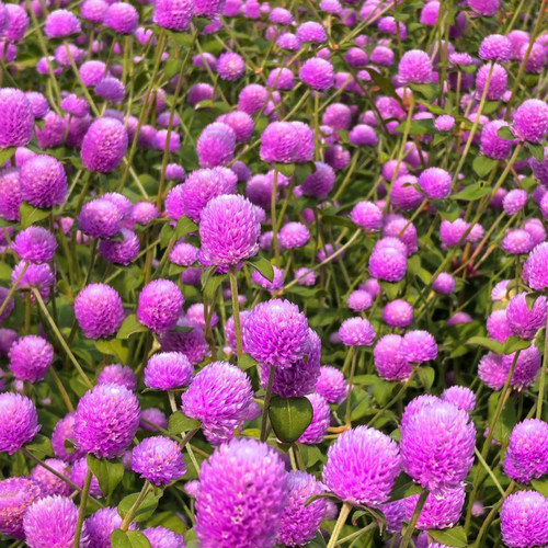 千日紫种子四季播种观赏阳台庭院绿化红圆仔花百日红花卉种孑花籽 - 图2