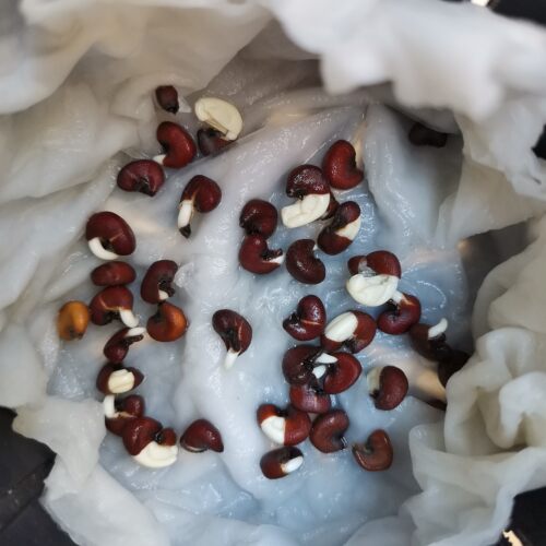 洛神花种子红桃k苗泡茶女盆栽花苗花种云南种籽红金梅玫瑰茄种孑 - 图1