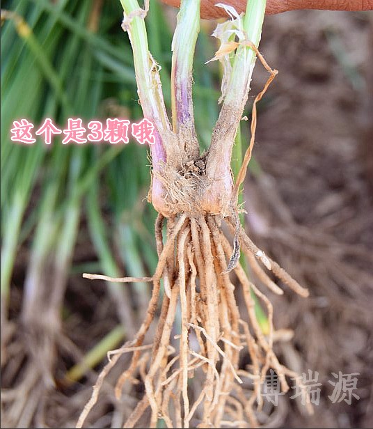 新韭菜根韭菜籽苗现挖红紫根家庭阳台盆栽种菜四季绿色蔬菜苗种子 新韭菜根韭菜籽苗现挖红紫根家庭阳台盆栽种菜四季绿色蔬菜苗种子
