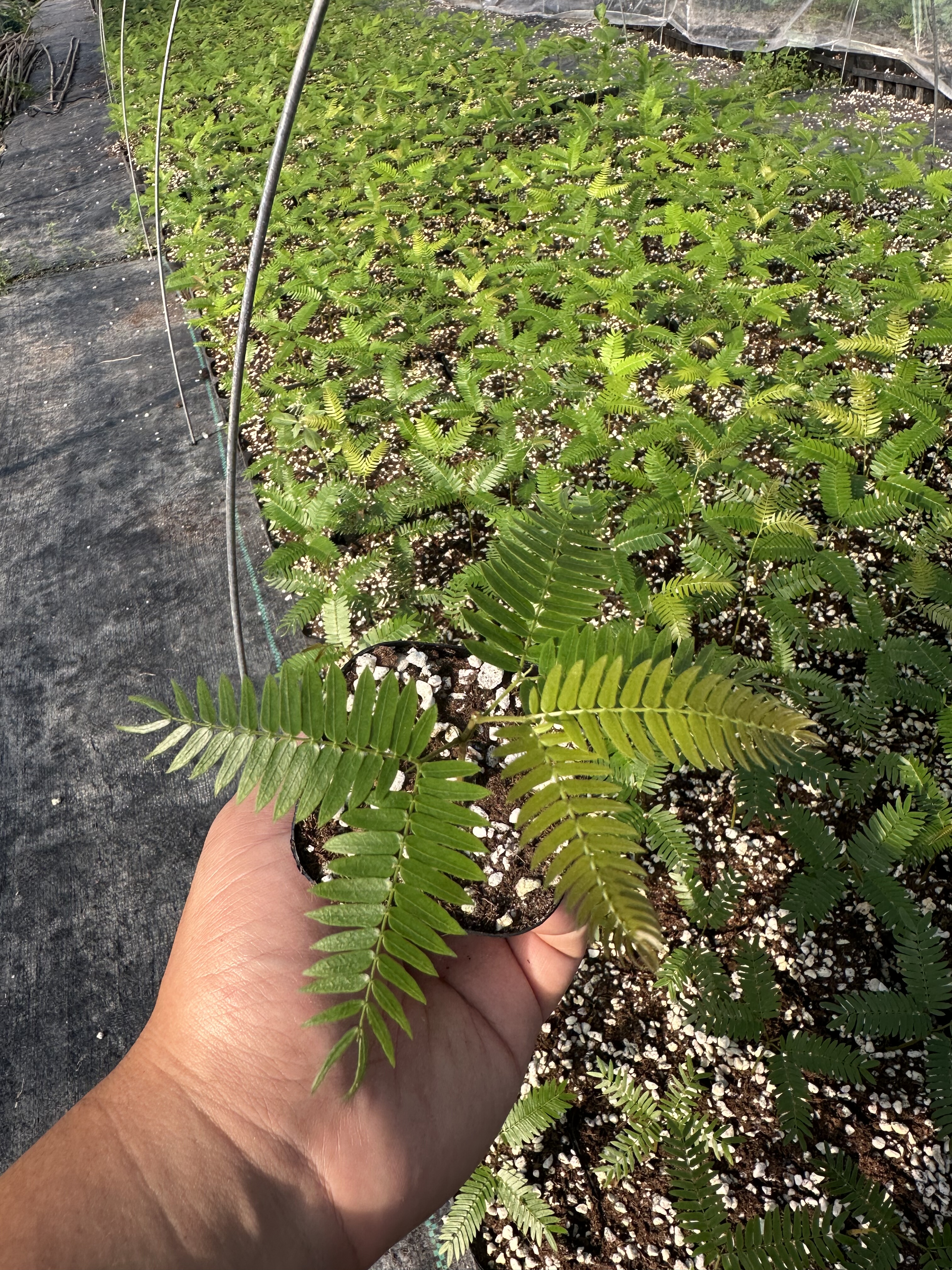 自家基地 密叶猴耳环4片叶子以上   室内网红热门观叶绿植,淘宝优惠券,粉丝福利购,淘宝优惠卷