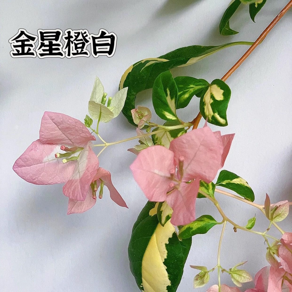 （金星橙白）三角梅四季开花绿植盆栽花卉爬藤植物勤花品种,淘宝优惠券,粉丝福利购,淘宝优惠卷