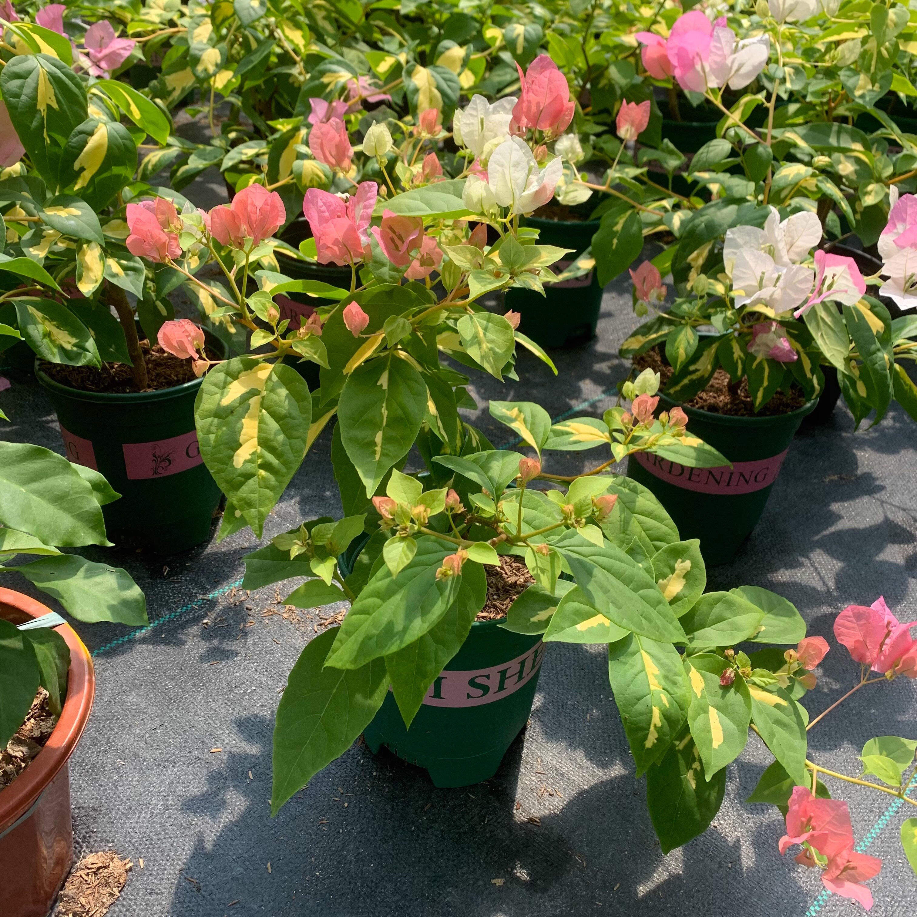 （金星橙白）三角梅四季开花绿植盆栽花卉爬藤植物勤花品种,淘宝优惠券,粉丝福利购,淘宝优惠卷