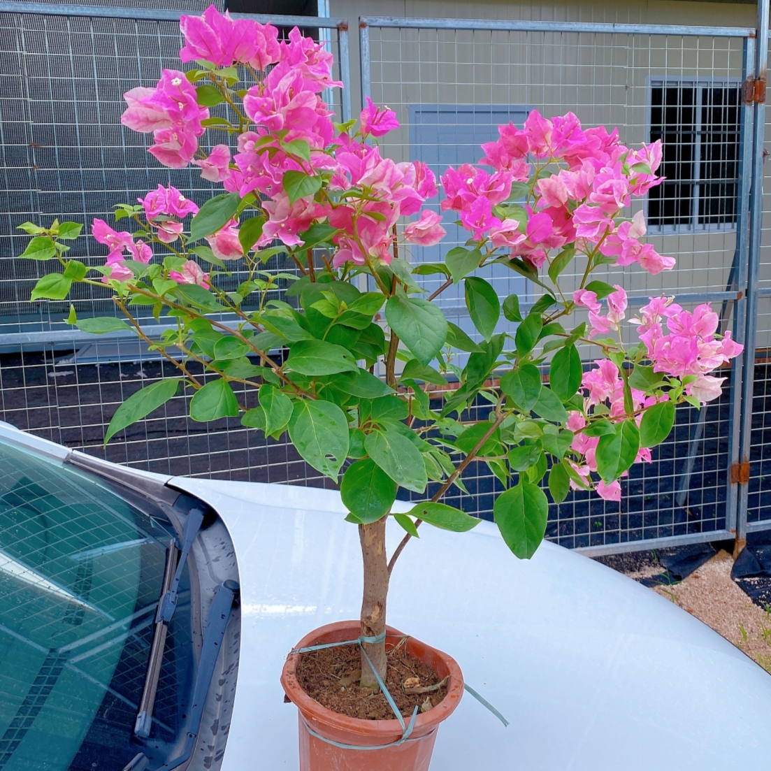 三角梅带花盆栽绿樱爬藤重瓣老桩原生大苗红樱庭院植物四季开花-图1