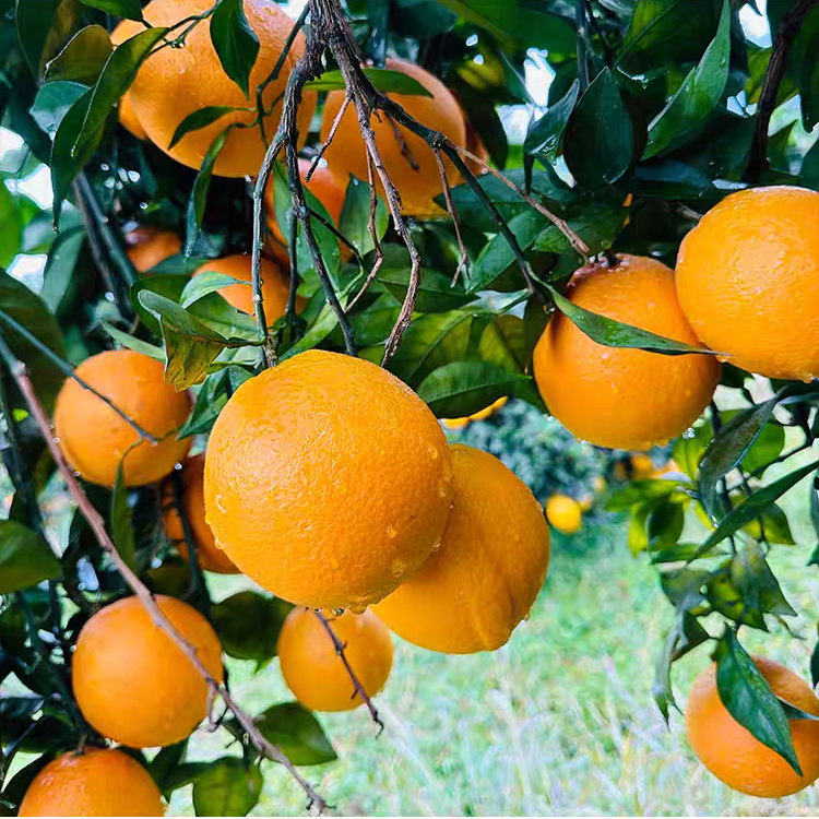 正宗江西赣南脐橙新鲜水果橙子10斤20斤装赣州自家果园现摘直发,淘宝优惠券,粉丝福利购,淘宝优惠卷