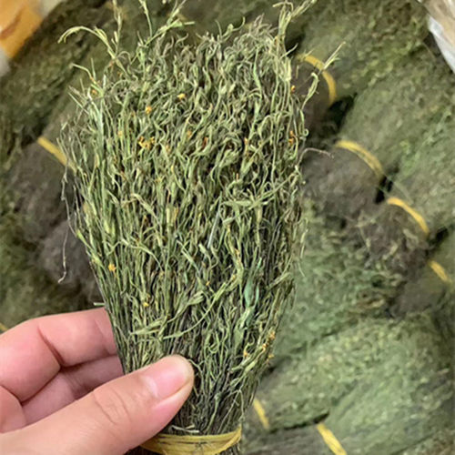 独脚金小儿开胃汤包野生新鲜干货独角金柑正品野生疳积草中药材 - 图2