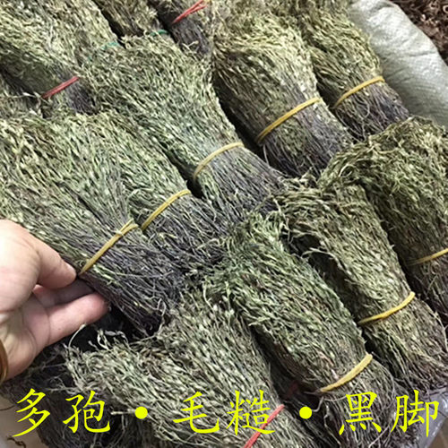 独脚金小儿开胃汤包野生新鲜干货独角金柑正品野生疳积草中药材 - 图0