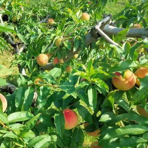 红心黑沟毛桃树苗水果树苗南北方种植嫁接耐寒晚熟秋白桃庭院盆栽 - 图2