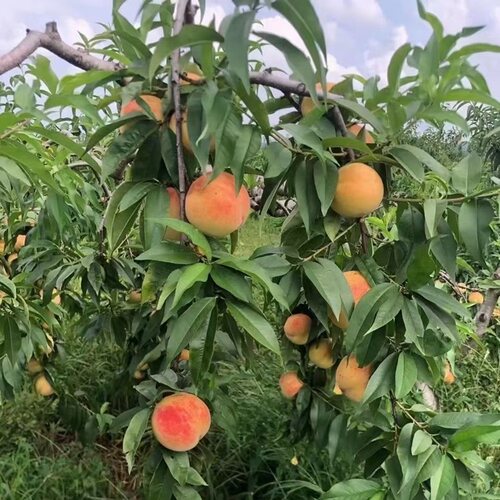 红心黑沟毛桃树苗水果树苗南北方种植嫁接耐寒晚熟秋白桃庭院盆栽 - 图1