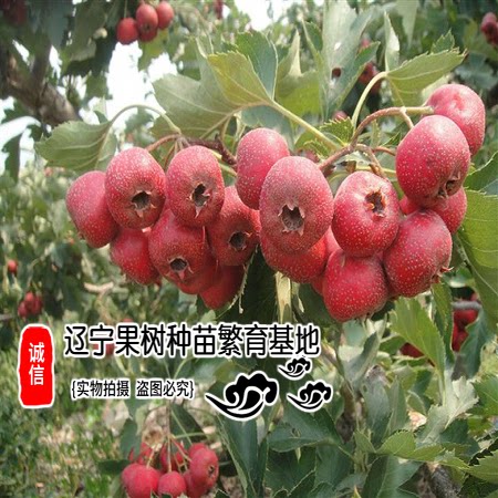 嫁接山楂苗大金星地栽山楂树大五棱适合南北方种植嫁接磨盘果树苗 - 图1
