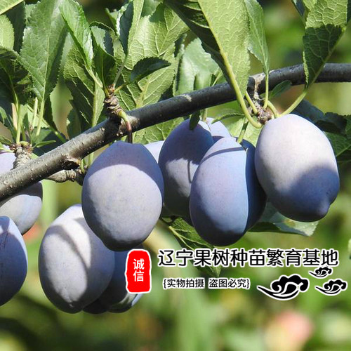 新品嫁接蓝蜜西梅李子树苗皇后苗耐寒法兰西果苗当年结果庭院种植 - 图2