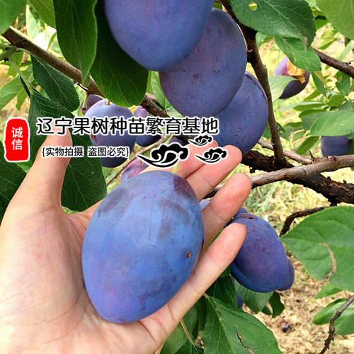 新品嫁接蓝蜜西梅李子树苗皇后苗耐寒法兰西果苗当年结果庭院种植 - 图1