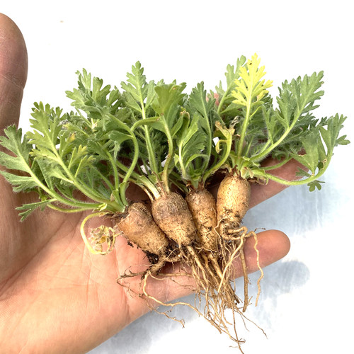 花龙园艺 羽叶洋葵 罗伯塔洋葵 枯野葵 枯叶洋葵 块根多肉植物 - 图1