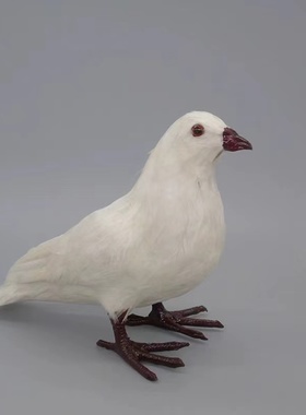 羽毛装饰品和平鸽室内道具羽毛