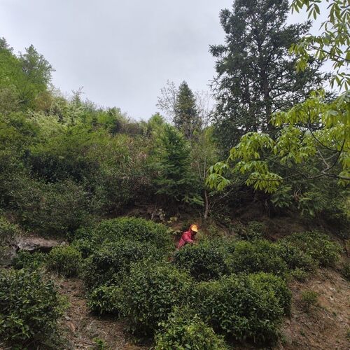 自饮高山野茶250g 黄山名茶 新茶 农家产绿茶叶松萝绿茶毛峰炒青 - 图1
