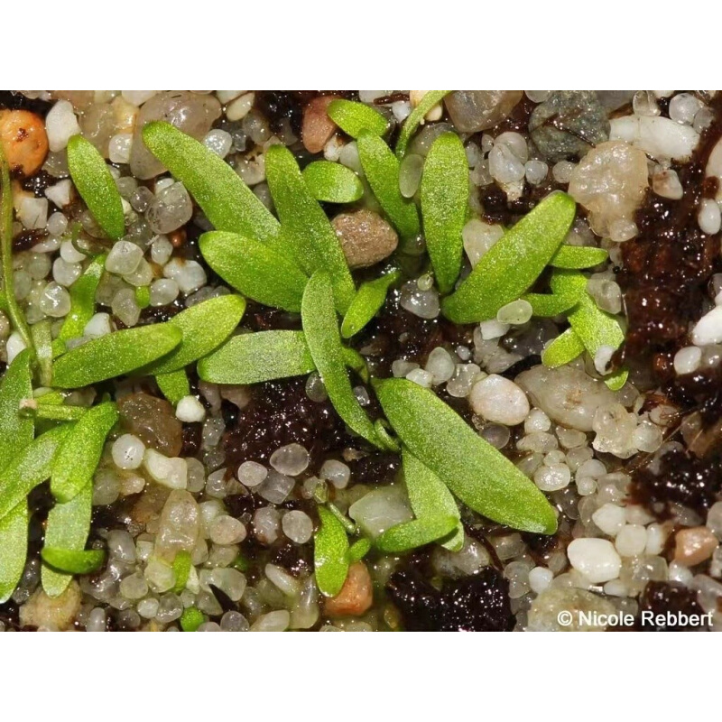 禾叶狸藻 净化空气食虫水陆缸热带雨林造景水生植物挖耳草热卖 - 图1