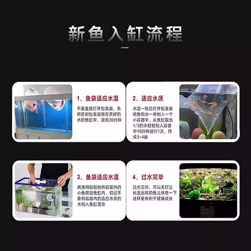 孔雀鱼活鱼苗观赏鱼热带小型鱼活体鱼淡水好养耐活精品花老虎孔雀 - 图2