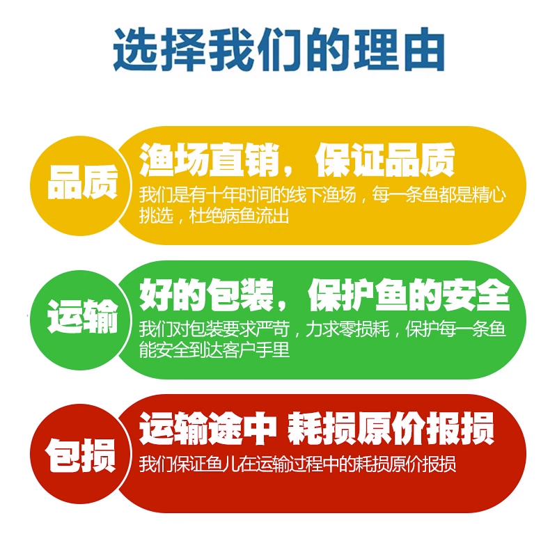 天使鱼观赏鱼大号群游懒人小型淡水好养耐活红天使老虎热带鱼鱼苗 - 图1