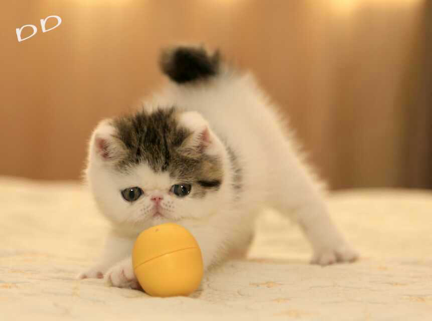 赛级加菲猫宠物猫活体纯种短毛幼猫幼崽蓝高白弟弟DD公猫红小胖p - 图1