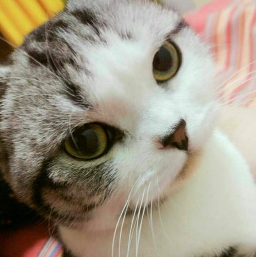 美短纯种银虎斑猫活体幼猫美短加白折立耳起司猫自家繁殖宠物猫p - 图2