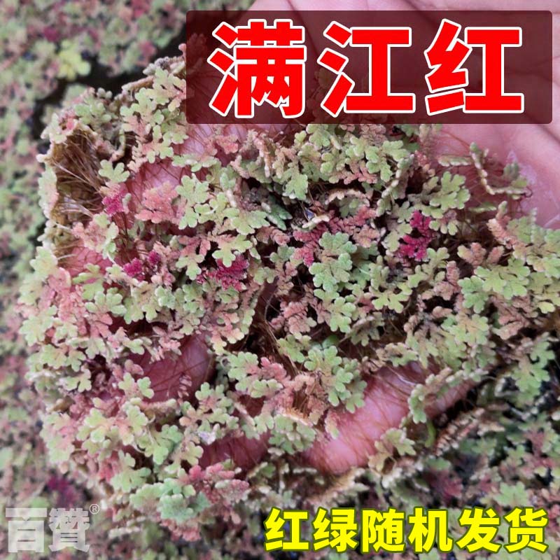 满江红浮萍水草 小浮萍小青萍小红萍微景观水草养鱼龟缸 净化水质 - 图0