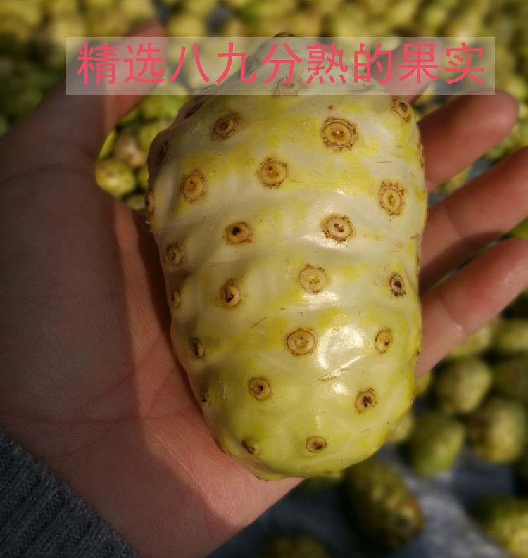 （七八分熟）海南诺丽果鲜果20斤桶装新鲜水果诺尼果酵素材料呕吐